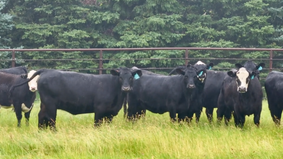 Big fancy Bred heifers, Ai’d and cleaned up, 1000Lbs Contract for a Oct 15 – Nov 1 delivery! 20% down Bh716A5